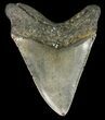 Bargain, Megalodon Tooth - North Carolina #48899-2